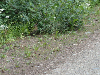 GDMBR: It's a Male Grouse.